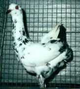 home.nordnet.fr Poules