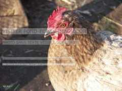 fond-ecran-image.com Poulette