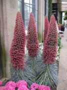 davesgarden.com Poulino