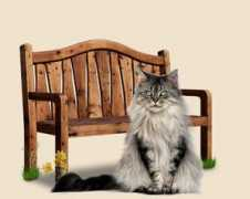 Poune