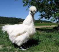 Poupinette