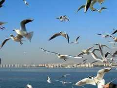 topchinatravel.com Poyang