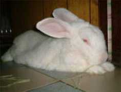 mydearpet.com Poyee