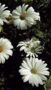 gardeninginnevada.com Ppaf