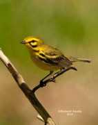 bluebirdsknoll.com Prairie