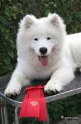 samoyeds.dk Pramie