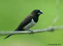 orientalbirdimages.org Pranad