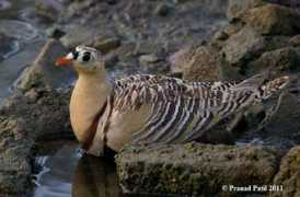 orientalbirdimages.org Pranad