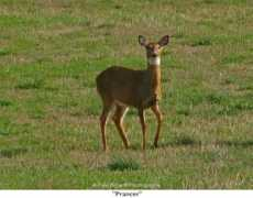 paulscharffphotography.com Prancer