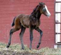 circledhorses.com Prances