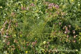 flowersinisrael.com Prangos