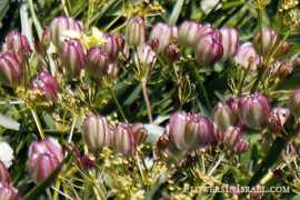 flowersinisrael.com Prangos