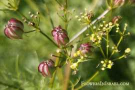 flowersinisrael.com Prangos