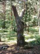 jurnale.ro Prastia