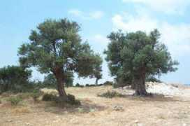 exclusively-cyprus.com Prastio