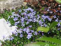 davesgarden.com Pratia