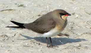 surfbirds.com Pratin