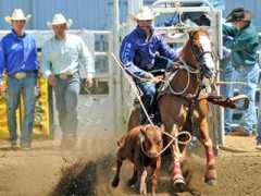 Prca