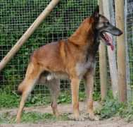 mystiquemalinois.com Precioux