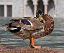 Preen