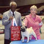 periwinklepugs.com Prelly