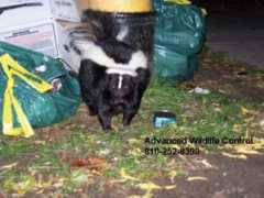 advanced-wildlife-control.com Premit