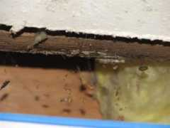westcoasthomeinspections.net Prempaul