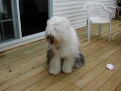 shaggy-dog.net Presley