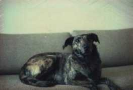 greyhoundmuses.com Prestel