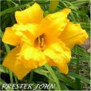 jon-n-bevliles.net Prester