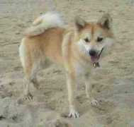dhiin.dk Pretta