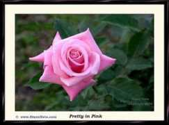 dianehein.com Prettyi