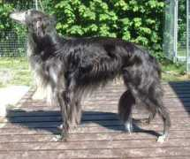 windhound.com Pricken