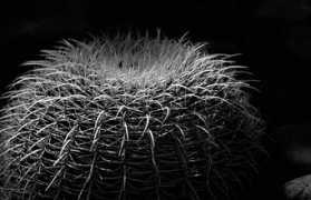 Prickly