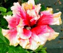 fancyhibiscus.com Primba