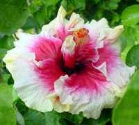 fancyhibiscus.com Primba