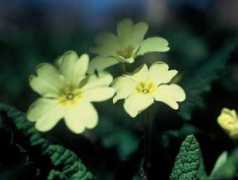 Primrose