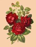 rosegathering.com Princec