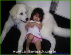 canilkuvaszok.com.br Princepe
