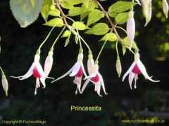 Princessita