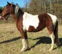 fairplayhorse.com Princessl