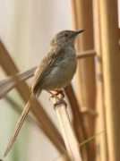birding.in Prinia