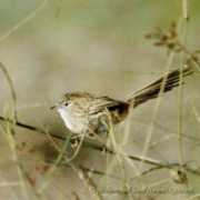 worldbirds.eu Prinia