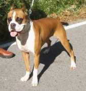 petministry.com Prinja