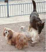 vajrapasha-lhasa-apso.de Prinzesa