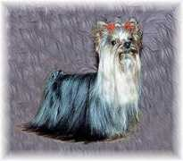 balmoral-yorkie.de Prinzi