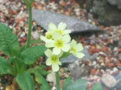 botanic.jp Pripal
