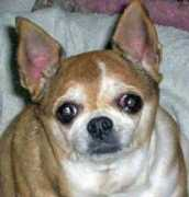 gotpetsonline.com Prissie