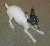 olemcdonaldstoyfoxterrierfarm.com Prissie