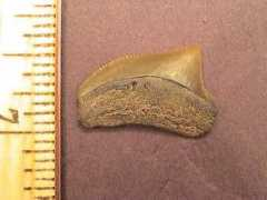 blackriverfossils.org Pristo